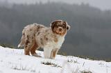 BERGER AUSTRALIEN PUPPIES 437